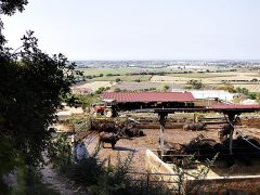 bufale10