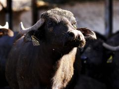 bufale2
