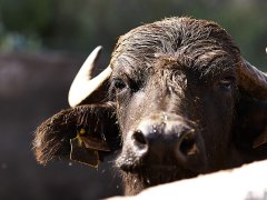 bufale3